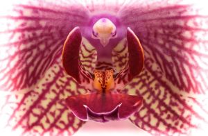 22 2024 Bildbesprechung Phalaenopsis lila 02