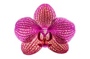 25 2024 Bildbesprechung Phalaenopsis lila 01