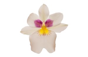 26 2024 Bildbesprechung Miltonia 01A
